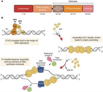 Role of HPV16 E1 in cervical carcinogenesis